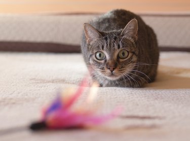 Cat stalking his feather toy