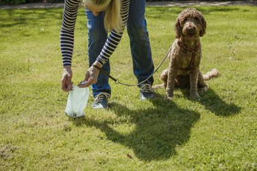 Picking Up Dog Poo