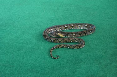 Snake with diamond pattern coiled on green carpet