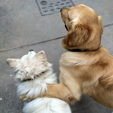 Two dogs standing in street, one with paw on top of the other