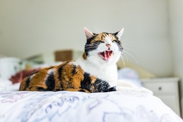 Angry calico cat lying on edge of bed hissing with mouth open
