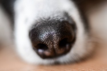 closeup of a dog's nose