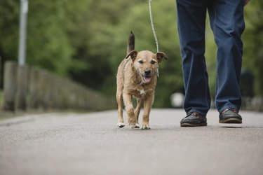 Terrier Dog Being Walked by Senior Owner