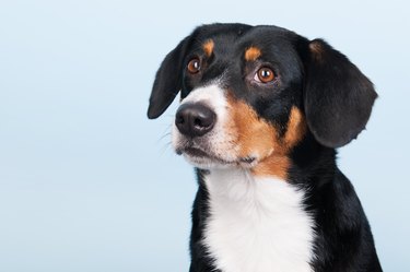 Portrait of Sennenhund