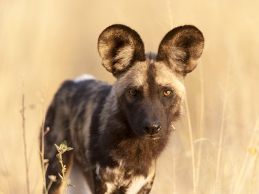 African Wild Dog Portrait