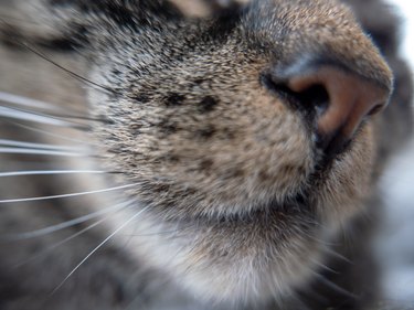Tabby cat nose & whiskers