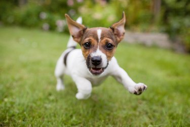 Funny, happy small dog jumping in the grass