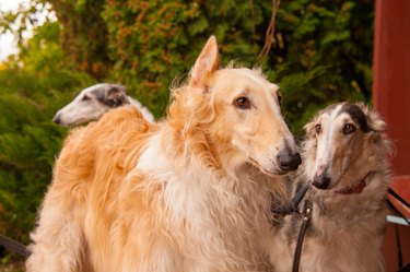 A pair of Russian Wolfhound Hunting Borzoi dogs red, black and white standing on lead and looking in autumn with green and brown background