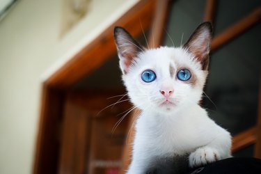 A White Innocent Looking  Cat