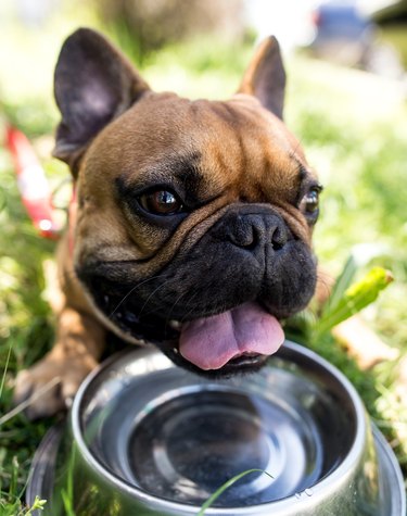 Dog drinking water from a bowl outdoors