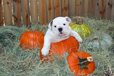 English Bulldog puppy, in holiday halloween pumpkin