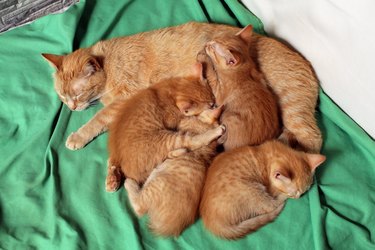 A mother cat sleeps with her kittens on the sofa.
