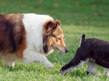 large dog sniffing smaller dog's butt in the grass