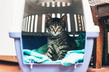 Cute little tabby kitten sitting in a travel crate
