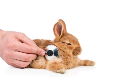 Person putting stethoscope to rabbit