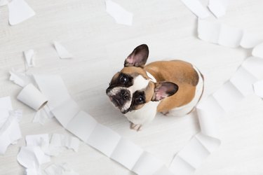 Home pet destruction on white bathroom floor with some piece of toilet paper. Pet care abstract photo. Small guilty dog with funny face.