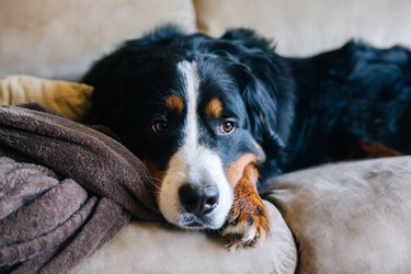 Bernese Mountain Dog laying on couch