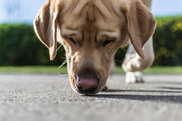 dog sniffing the ground close up