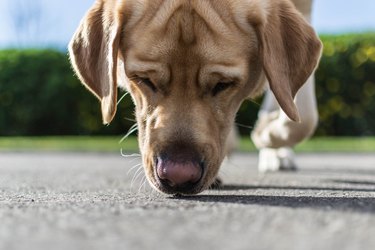 Dog sniffing the ground