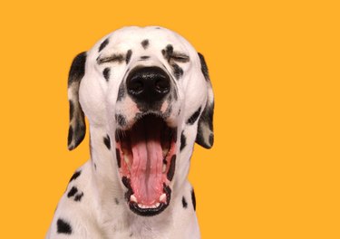 Dalmatian yawning on yellow background