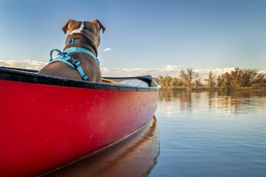 dog in a canoe on a calm lake