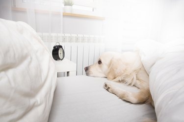 Dog resting in bed