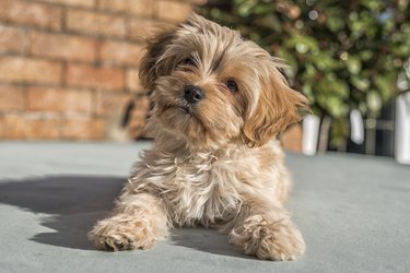 Cute Cavapoochon puppy, looking at the camera. The picture focuses on the face. The animal has golden colored fur