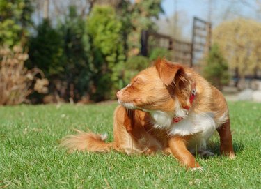 Ivermectin for Dogs