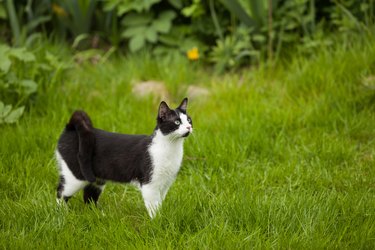 black and white cat standing in field