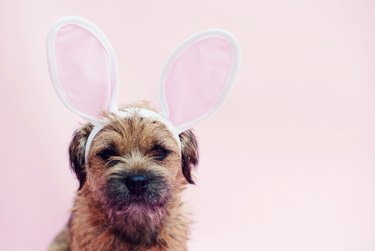 Dog wearing Easter Bunny ears