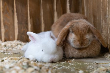two rabbits white and red sitting in the cage