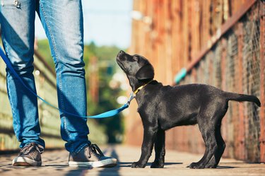 Small black dog on a walk