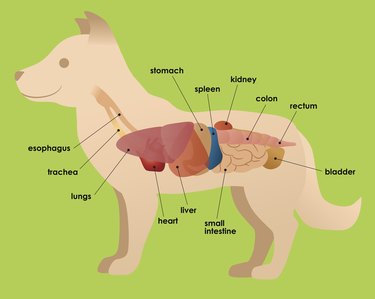 dog's organ anatomy diagram, vector illustration