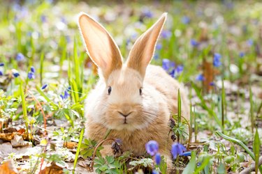 a glade of blue spring flowers with a little fluffy red rabbit, an Easter bunny