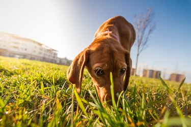 Bloodhound dog puppy outdoor portrait