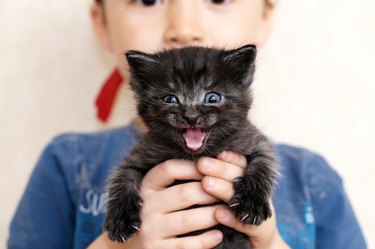 Mewing black kitten in boy hands