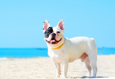 Portrait Of French Bulldog Standing At Beach Against Clear Blue Sky