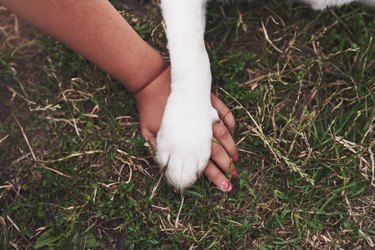 Human and dog shaking hand and paw on grass.