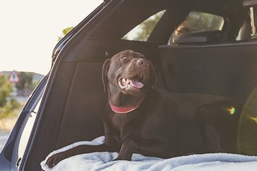 Chocolate labrador in boot of car