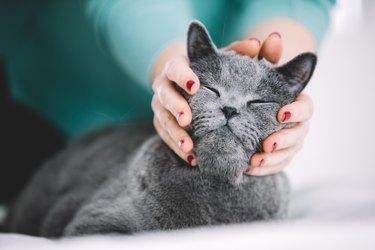 Woman holding cat's head, petting him.