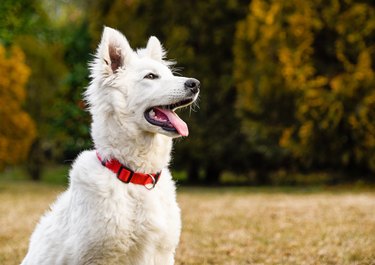 Close-Up Of White Dog Sticking Out Tongue At Park During Autumn