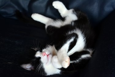 sleeping black and white cat