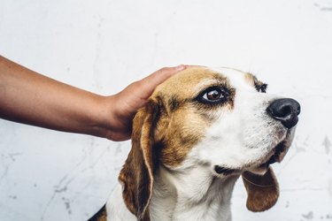 Close-up of beagle head with human hand stroking the dog