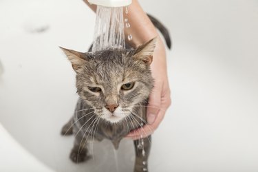 Showering the cat