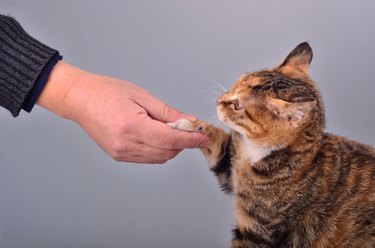 cat shaking hands