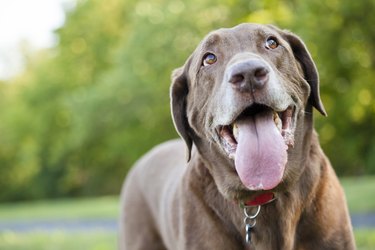 Chocolate Labrador Outdoors