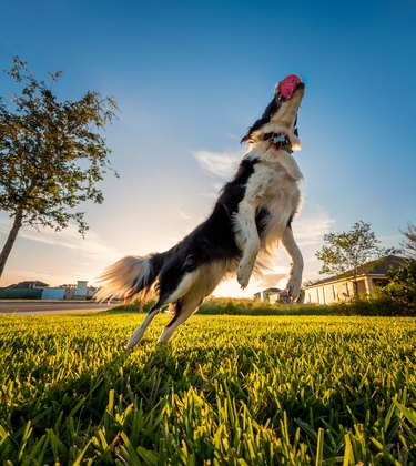 Border Collie leaping after ball with sunset behind him