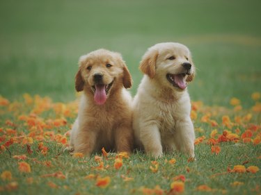 Puppies Amidst Flowers On Field