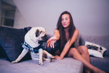 Beautiful woman watching TV with her pug dog