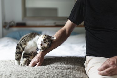 cat rubbing against man's arm on bed